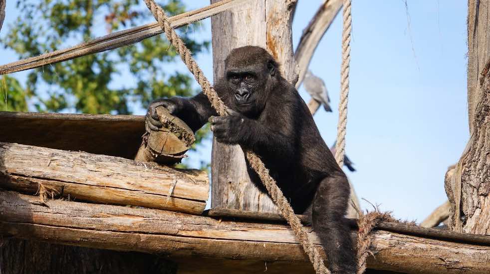 Gorilla swinging at London Zoo